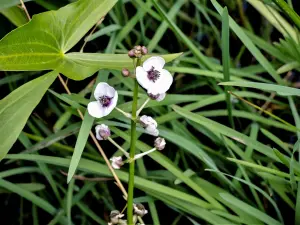 Sagittaria Sagitiifolia, flora poco frequente, stagno paludoso (© J.E)