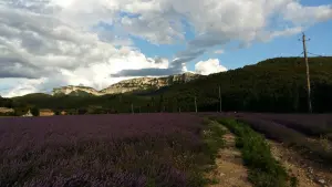 View of the cliffs