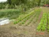 Production of organic vegetables on the banks of the river
