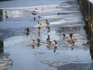 The Pond joy is frozen ducks
