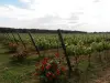 Los viñedos de la finca, llena de rosas