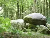 Fougères - Pierre Courcoulée en forêt de Fougères