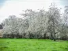 Cherry orchard, Fougerolles region (© JE)