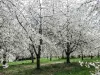 Cherry orchard - Hamlet of Prémourey (© JE)