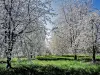 Cherry orchard of Prémourey (© JE)