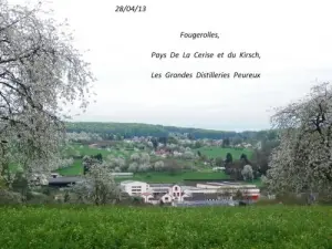 Promenade sous les cerisiers en fleurs