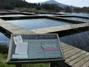 Etang des Barthes : promenade sur l'étang par pontons pour découvrir la faune et la flore du site