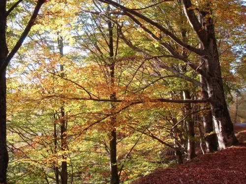 Bos van Ganac - Natuurgebied in Ganac