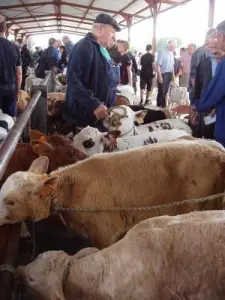 Market calves