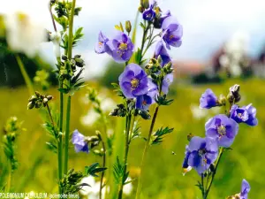 Polemonium caeruleum - Polémoine bleue, fleur peu fréquente, dans les marais des alentours (© J.E)