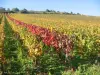 Givry - Tourism, holidays & weekends guide in the Saône-et-Loire