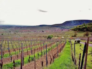 Weinberge und die Stadt