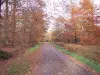 Guewenheim - Autumn forest trail