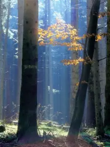 Forest of Haguenau