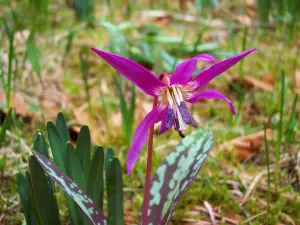 Erythronium dens-canis - Dent-de-chien (© JE)