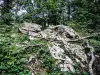 Caos rocoso de la piedra plana, en la parte superior del bosque grande (© JE)