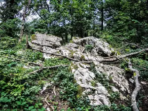 Rotsachtige chaos van platte steen, op de top van het grote bos (© JE)