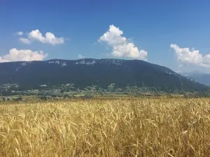 Semnoz visto in un campo di grano in cima a una collina Héry-sur-Alby