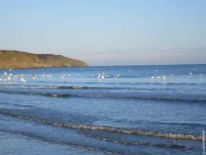 Plage avec des oiseaux