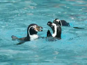 Penguins - Centro de reintroducción de nutrias Hunawihr