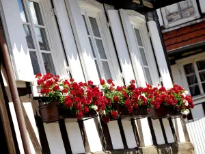 Curved glass and geraniums