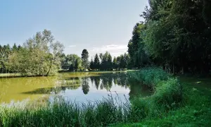 Etang d'Illfurth