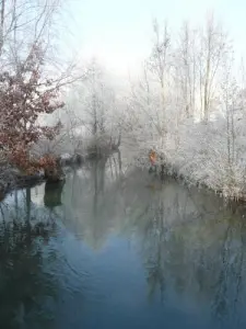 Das Ried im Winter