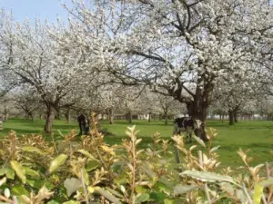 Die Obstgärten. Blüten im April