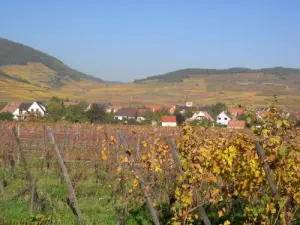 Balade automnale dans le vignoble