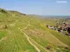 Kaysersberg Vignoble - Panorama sud-est, fino a Colmar (© Jean Espirat)