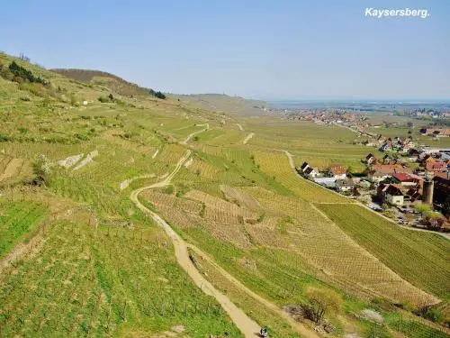 Kaysersberg Vignoble - Panorama Sud-Est, jusqu'à Colmar (© Jean Espirat)
