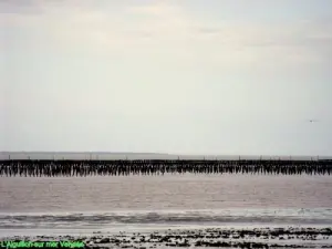 Camas de mejillones en la bahía de Aiguillon