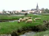 L'Île-d'Olonne - Les moutons de prés salés