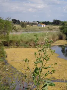 Paisaje del pantano