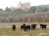 Манада быков, на фоне замка
