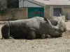 Rhino