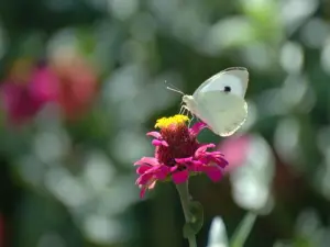 Fleur et papillon