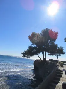 Die Kiefer im Lot von Arène Cros