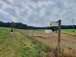 Hiking trail