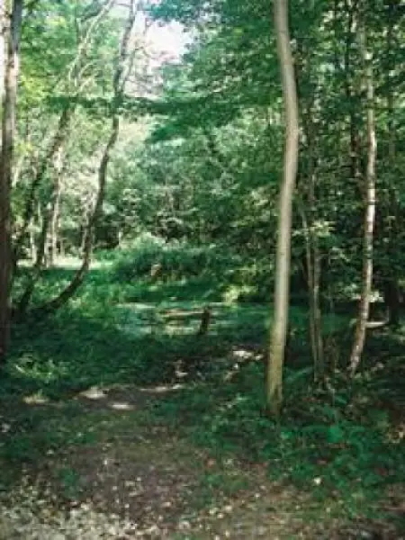 Wood of La Barre - Natural site in La Ferté-sous-Jouarre