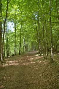 Chemin du Buternay en el bosque de La Ferté-Vidame