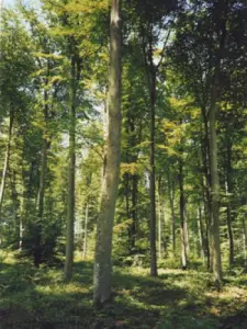 Forêt de Lyons