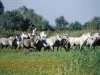 Camargue horses