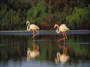 Les flamants roses