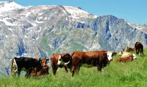 Les vaches d'altitude