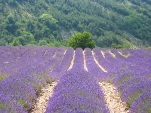 Lavendel