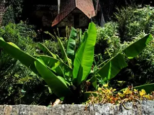 Tropische Vegetation