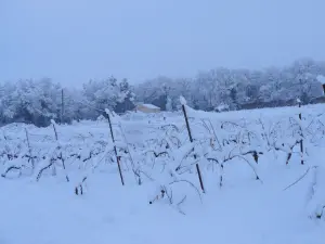 La Roque-sur-Pernes Paesaggio