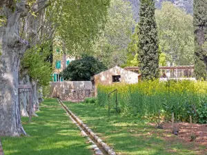 Rear alley of plane trees