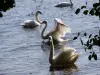 Swans on the lake of Lacanau